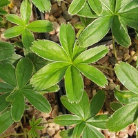 Alchemilla alpina SDR6957